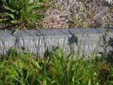 image of grave number 953903
